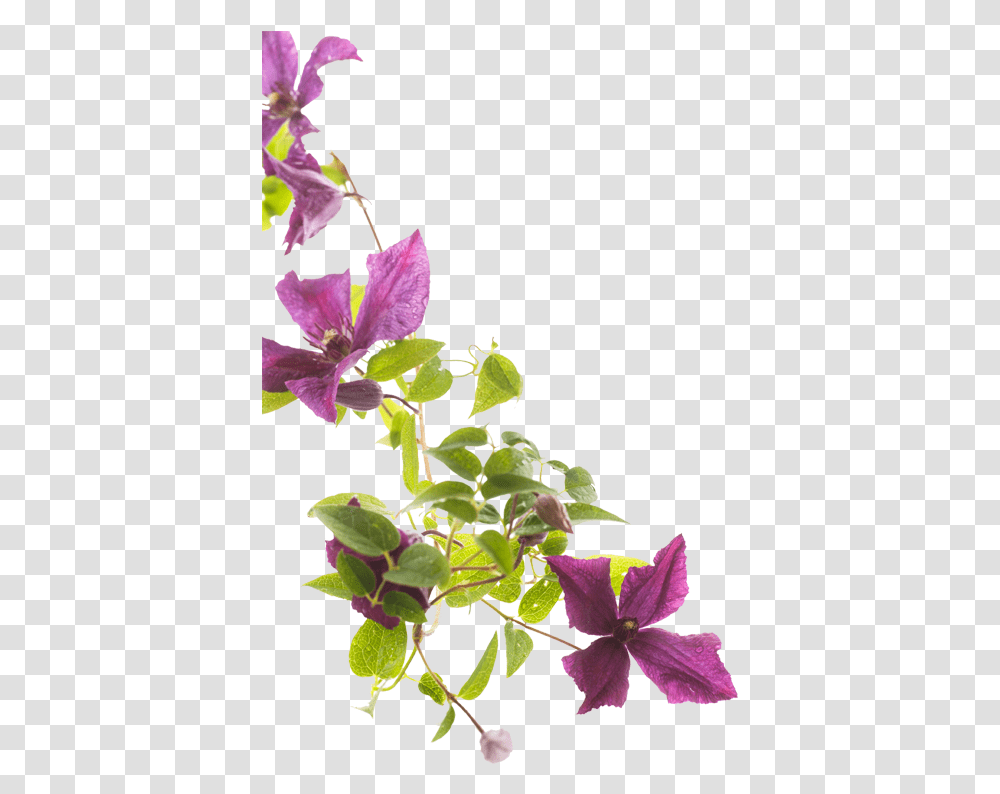 Leather Flower, Plant, Blossom, Acanthaceae, Petal Transparent Png