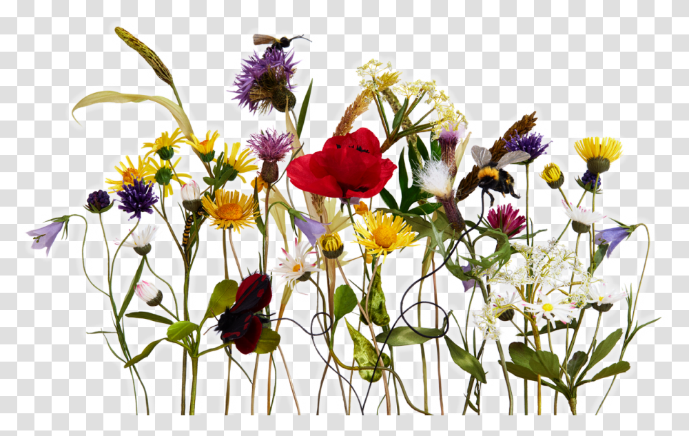 Leather Flowers Daisy, Plant, Rose, Blossom, Flower Arrangement Transparent Png