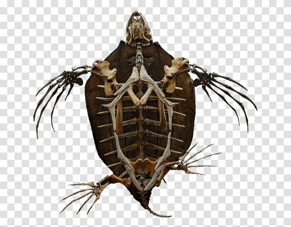 Leather Turtle Skeleton, Spider, Animal, Arachnid, Soil Transparent Png