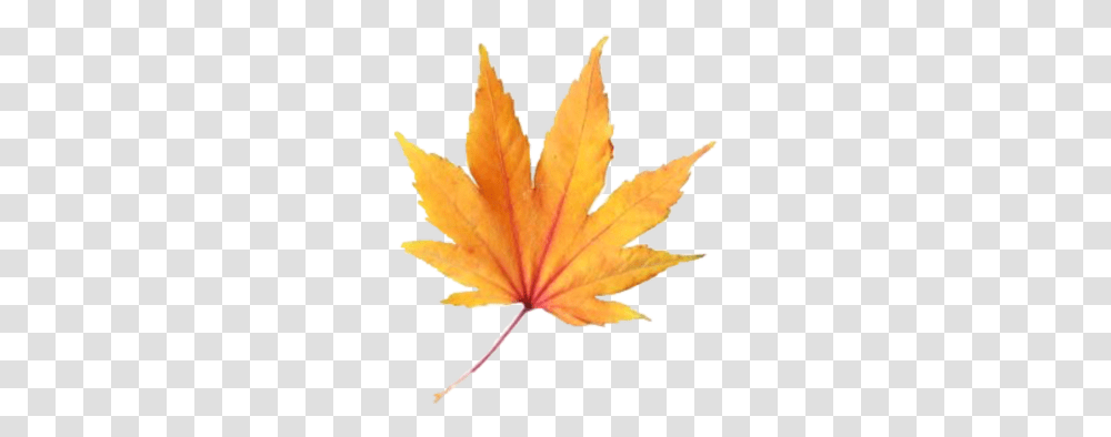 Leave Fall Aesthetic Freetoedit, Leaf, Plant, Tree, Maple Leaf Transparent Png