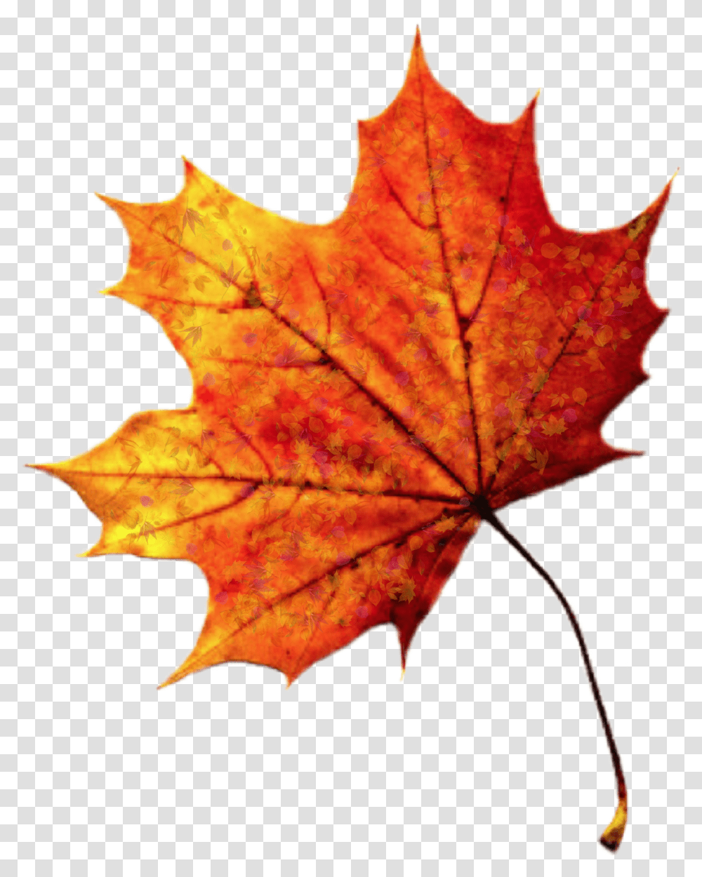 Leave Leaf Leaves Fall Autumn Autumnleaves Maple Leaf Background Transparent Png