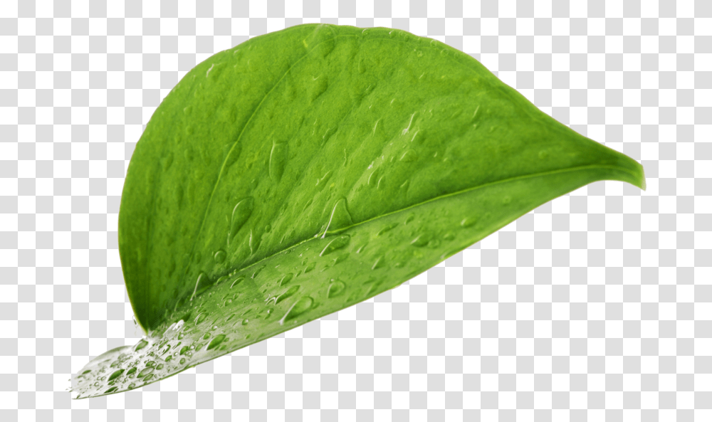Leave Without Background Smaller Drop, Leaf, Plant, Tennis Ball, Droplet Transparent Png