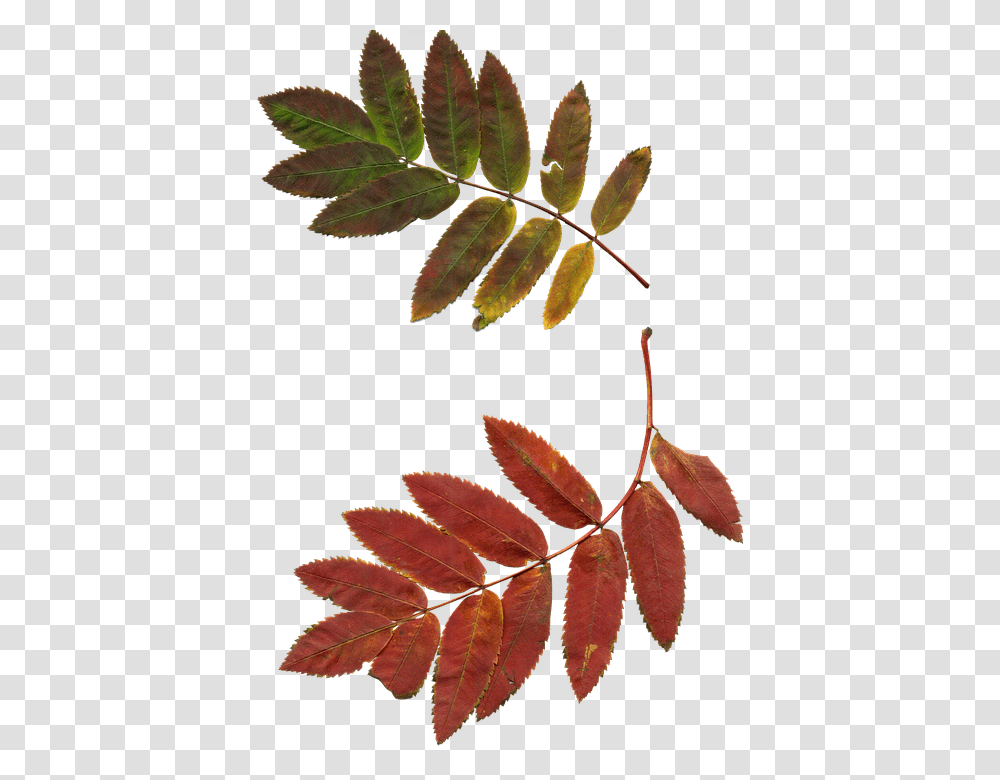 Leaves 960, Nature, Leaf, Plant, Veins Transparent Png