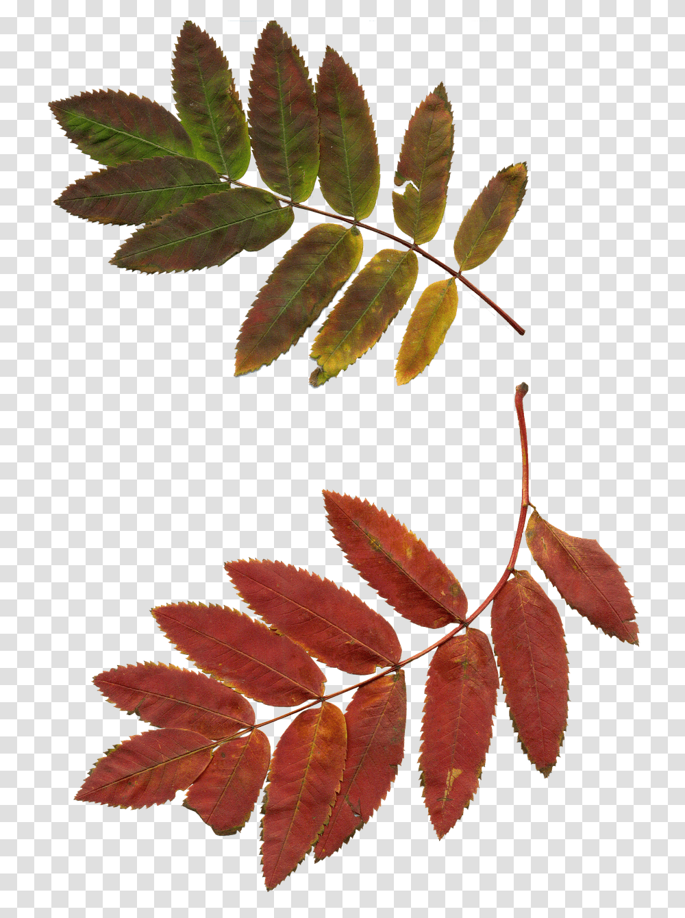 Leaves Nature, Leaf, Plant, Veins Transparent Png