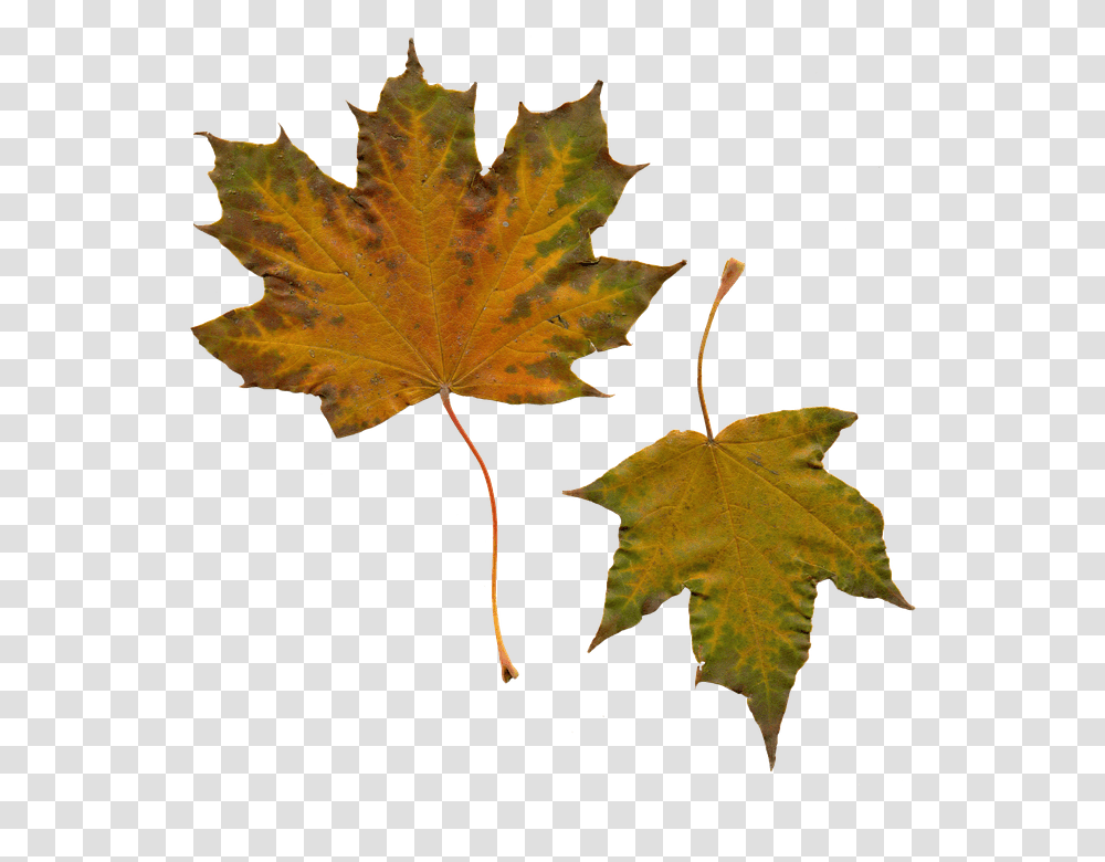 Leaves 960, Nature, Leaf, Plant, Tree Transparent Png