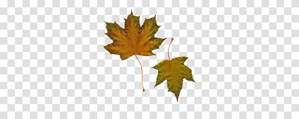 Leaves Nature, Leaf, Plant, Tree Transparent Png