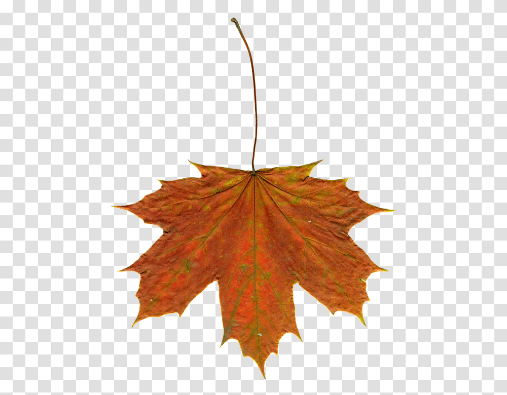 Leaves 960, Nature, Leaf, Plant, Tree Transparent Png