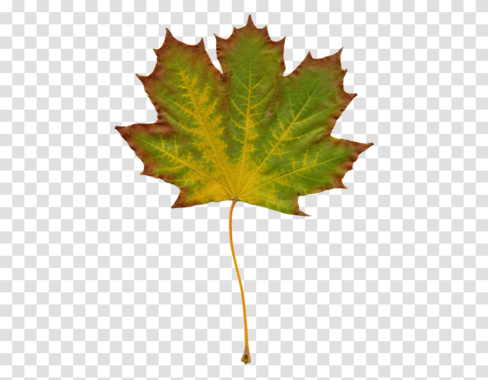 Leaves 960, Nature, Leaf, Plant, Tree Transparent Png