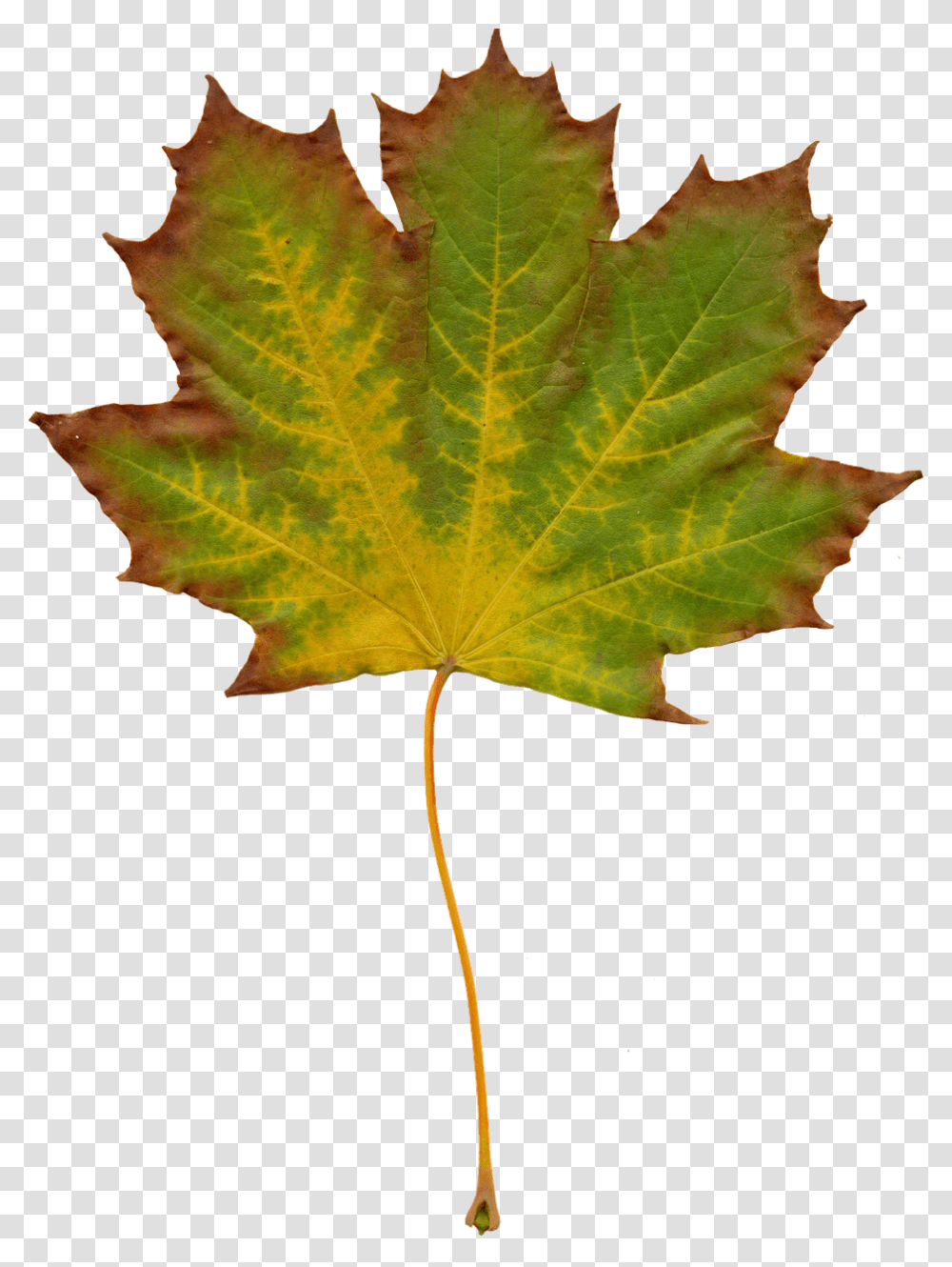 Leaves Nature, Leaf, Plant, Tree Transparent Png