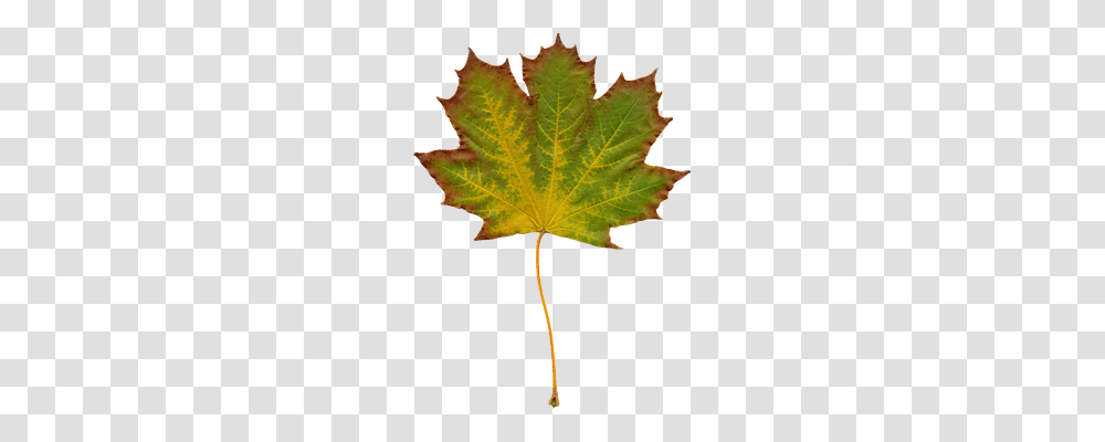 Leaves Nature, Leaf, Plant, Tree Transparent Png