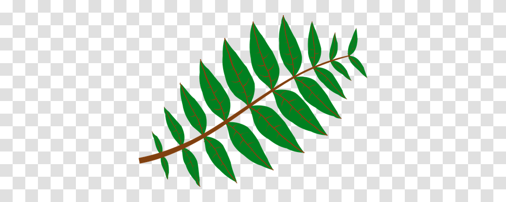 Leaves Nature, Leaf, Plant, Fern Transparent Png