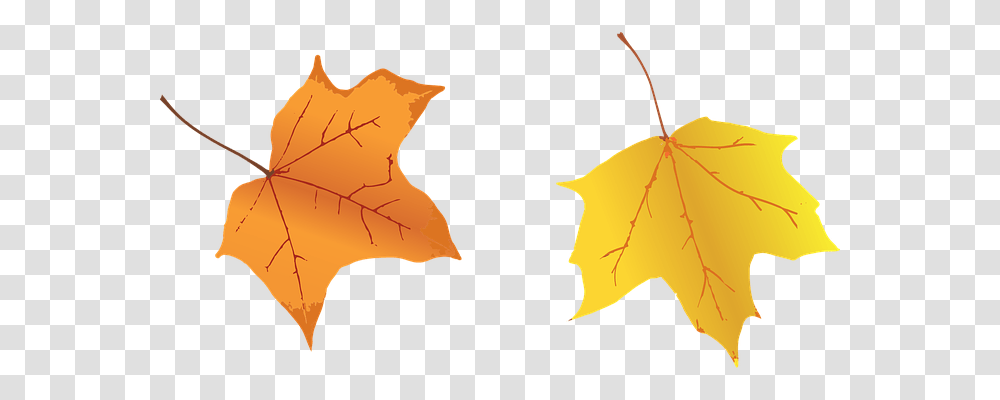 Leaves Nature, Leaf, Plant, Tree Transparent Png