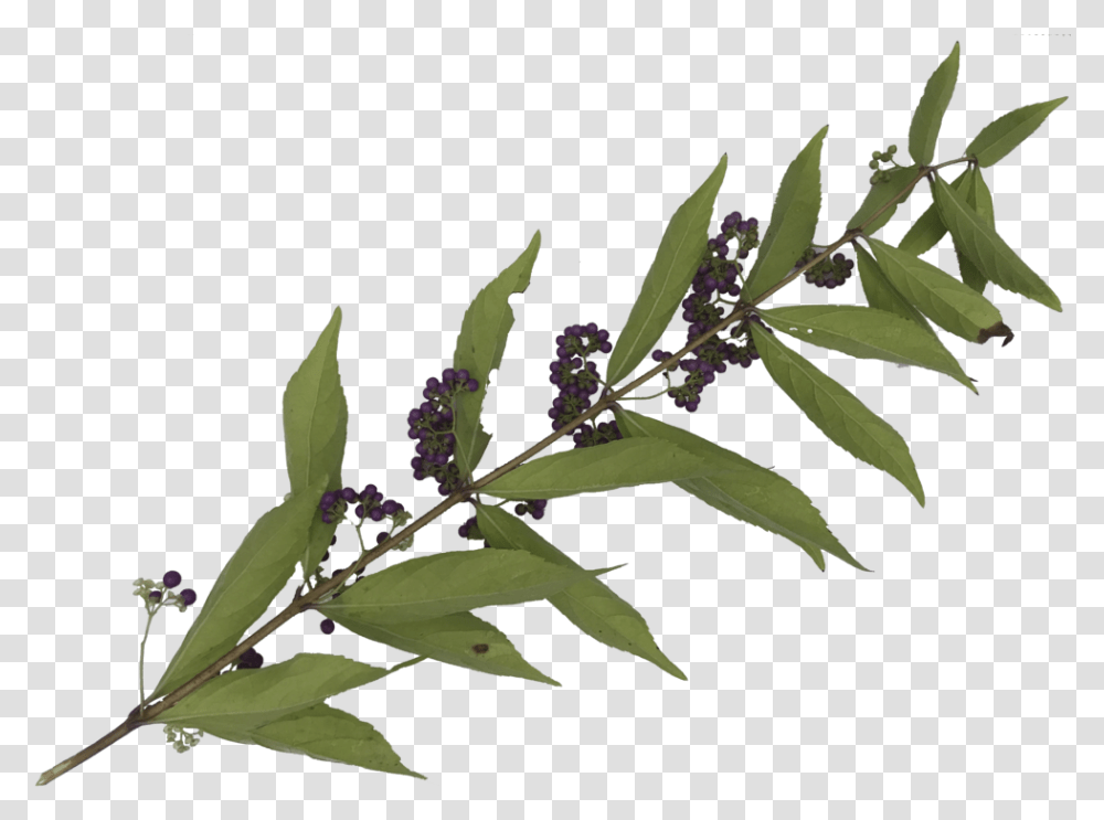Leaves 2 Twig, Acanthaceae, Flower, Plant, Blossom Transparent Png