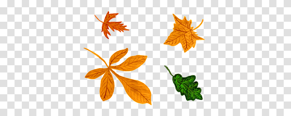 Leaves Nature, Leaf, Plant, Tree Transparent Png