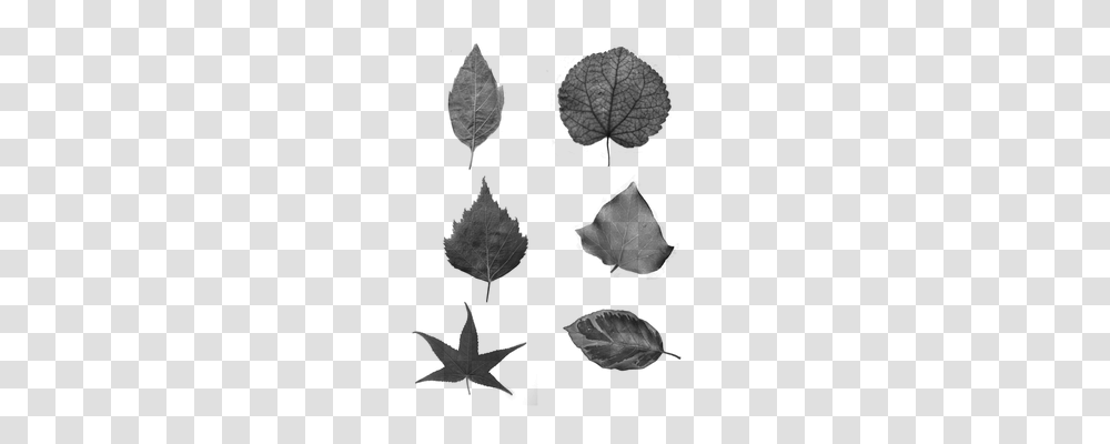 Leaves Nature, Gray, World Of Warcraft Transparent Png