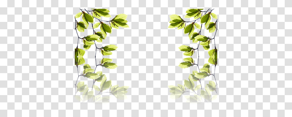 Leaves Nature, Leaf, Plant, Green Transparent Png