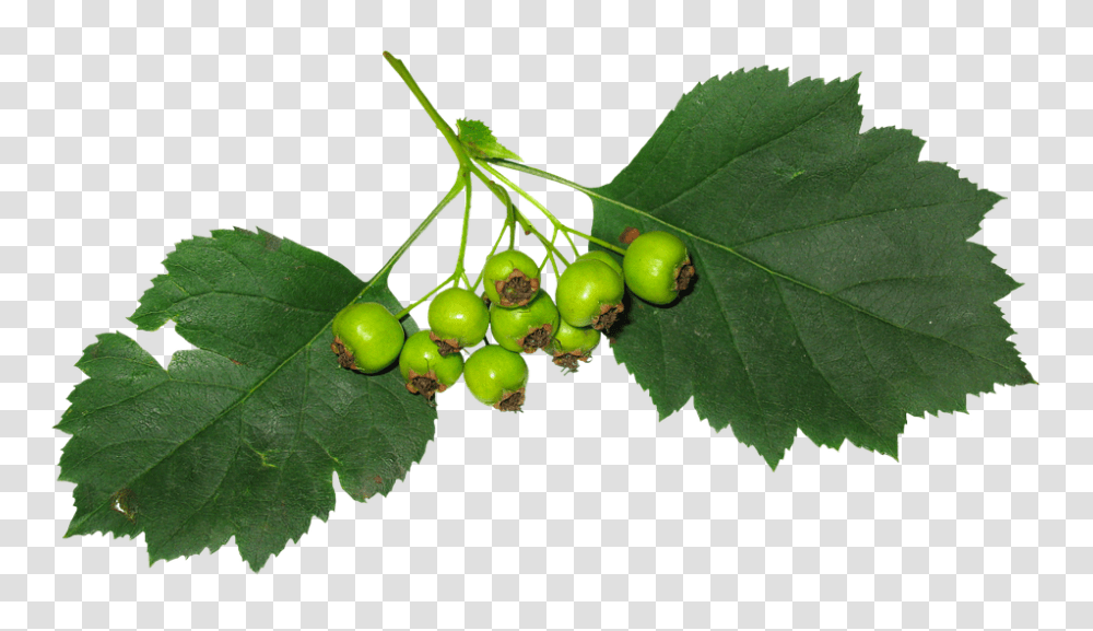 Leaves 960, Fruit, Plant, Leaf, Food Transparent Png