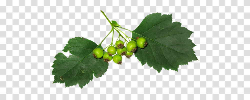 Leaves Food, Plant, Leaf, Fruit Transparent Png