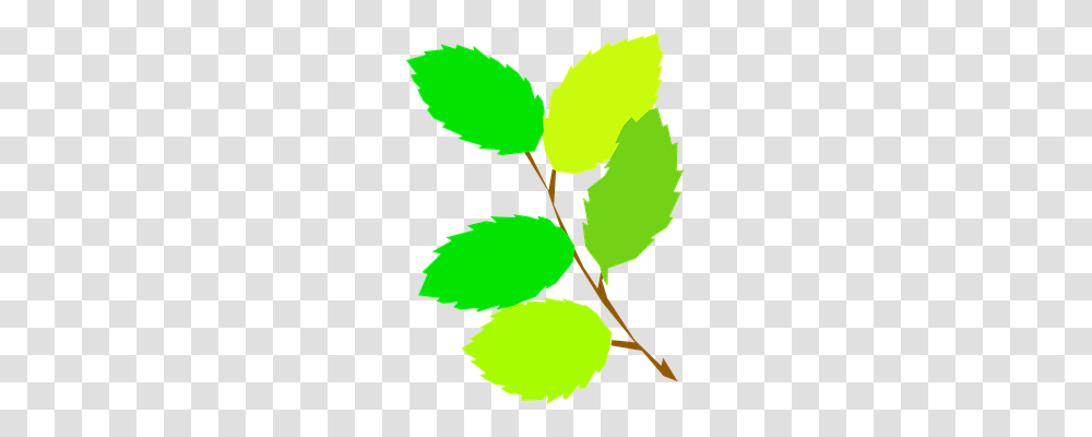 Leaves Nature, Leaf, Plant, Green Transparent Png