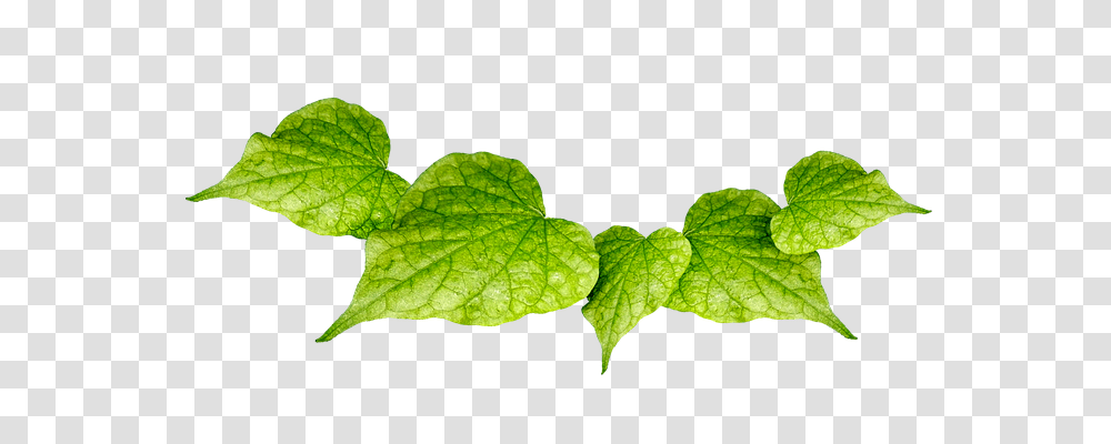 Leaves Nature, Leaf, Plant, Veins Transparent Png