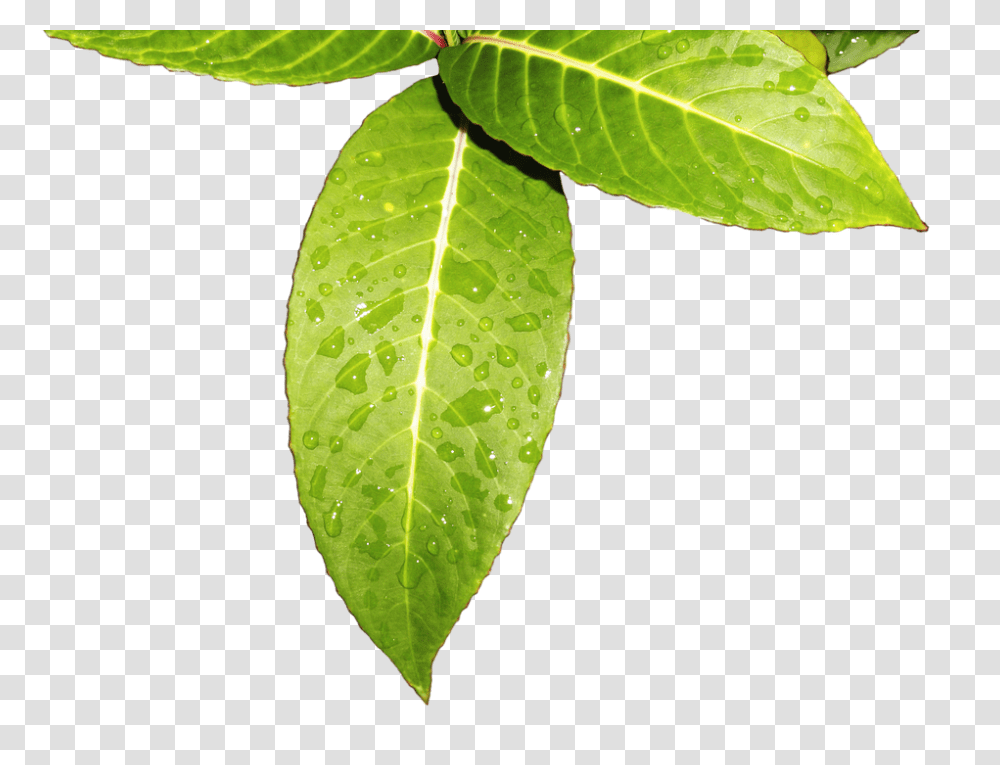 Leaves 960, Nature, Leaf, Plant, Flower Transparent Png