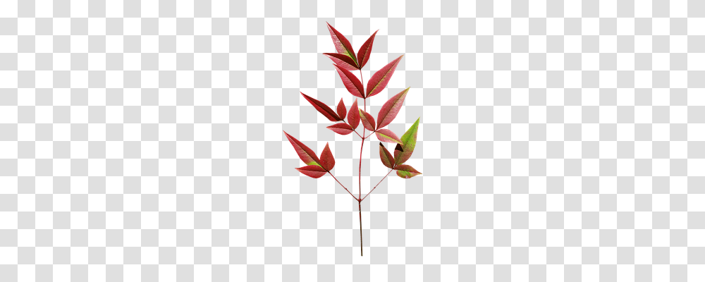 Leaves Nature, Leaf, Plant, Flower Transparent Png