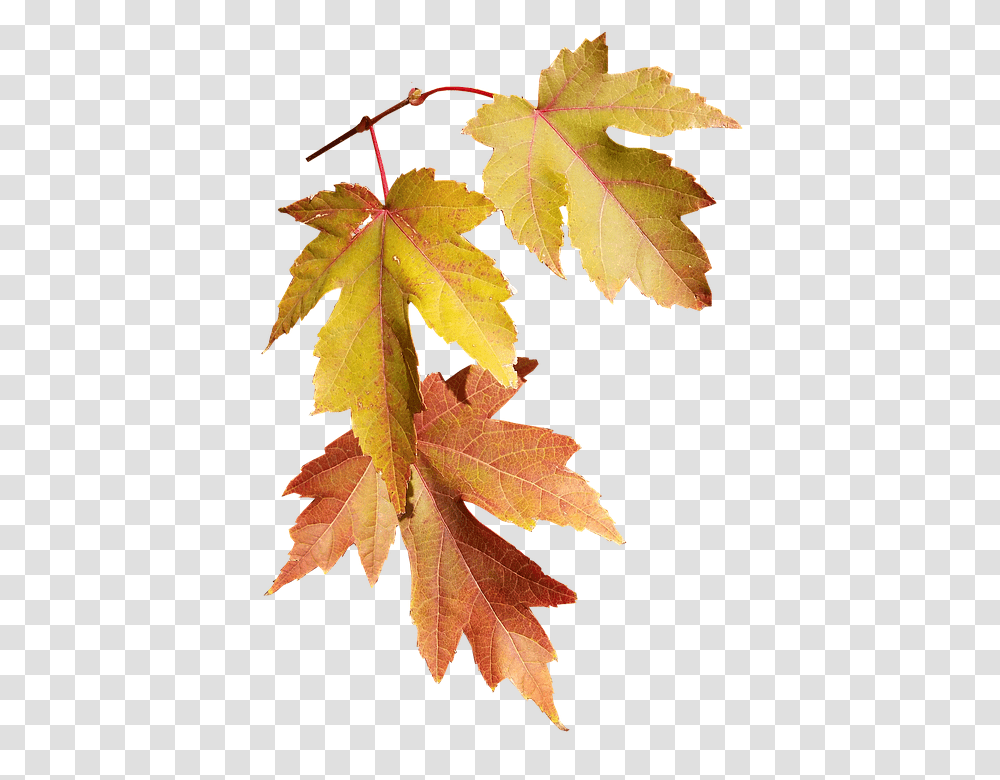 Leaves 960, Nature, Leaf, Plant, Tree Transparent Png