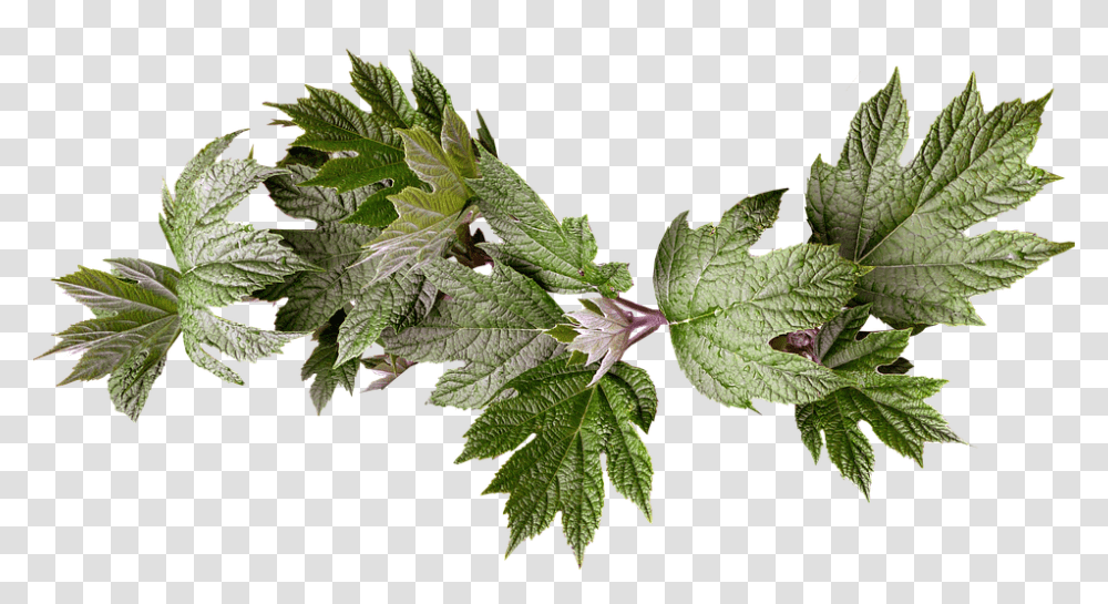 Leaves 960, Nature, Leaf, Plant, Potted Plant Transparent Png