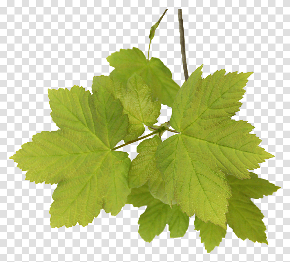 Leaves Acer Free Picture Feuilles, Leaf, Plant, Insect, Invertebrate Transparent Png