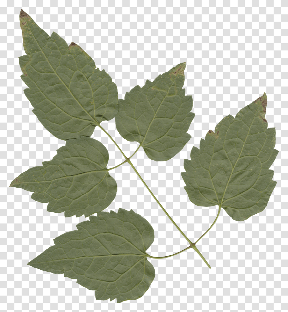 Leaves American Aspen, Leaf, Plant, Veins, Tree Transparent Png