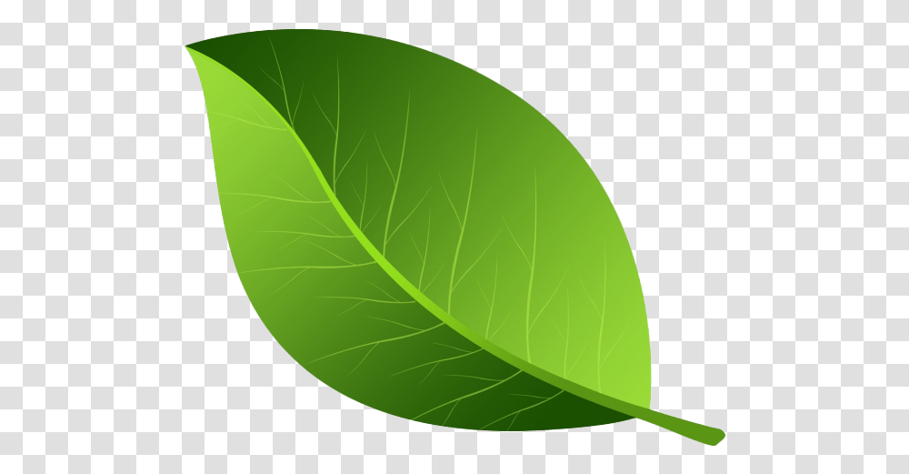 Leaves And Leaf Images Background Play Leaf Background, Tennis Ball, Sport, Sports, Plant Transparent Png