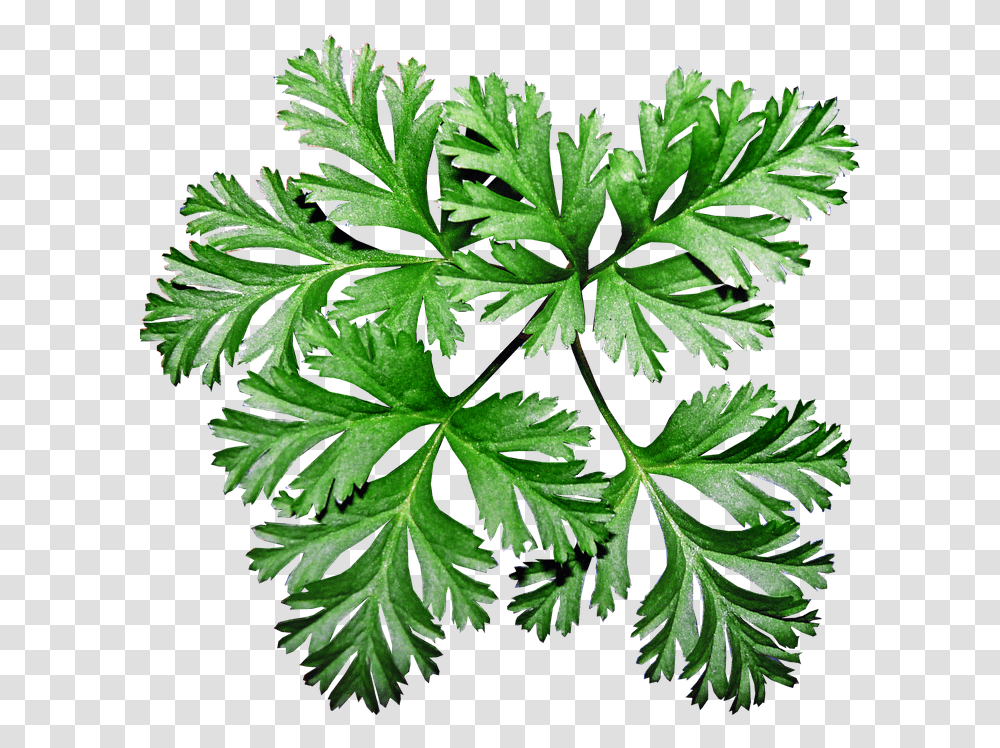 Leaves Anemone Plant Garden Greenery Anemone Leaves, Vase, Jar, Pottery, Potted Plant Transparent Png