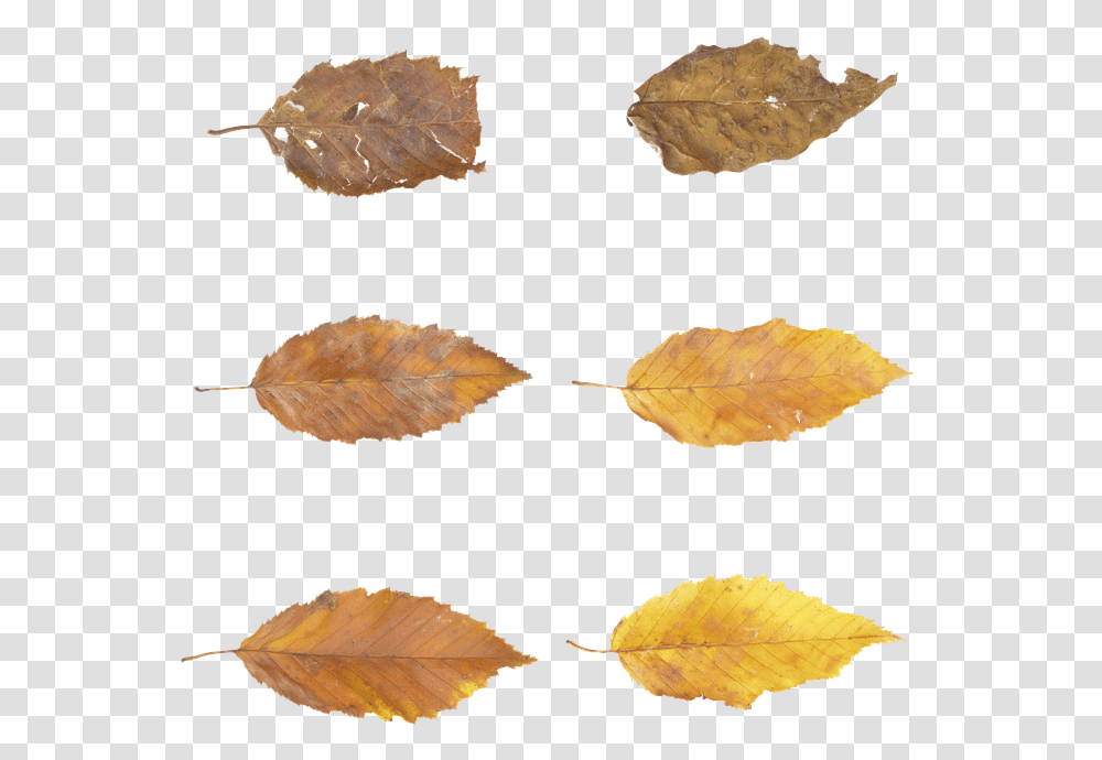 Leaves Autumn Fall Brown Forest Tree Nature Autumn, Leaf, Plant, Arrowhead, Tobacco Transparent Png