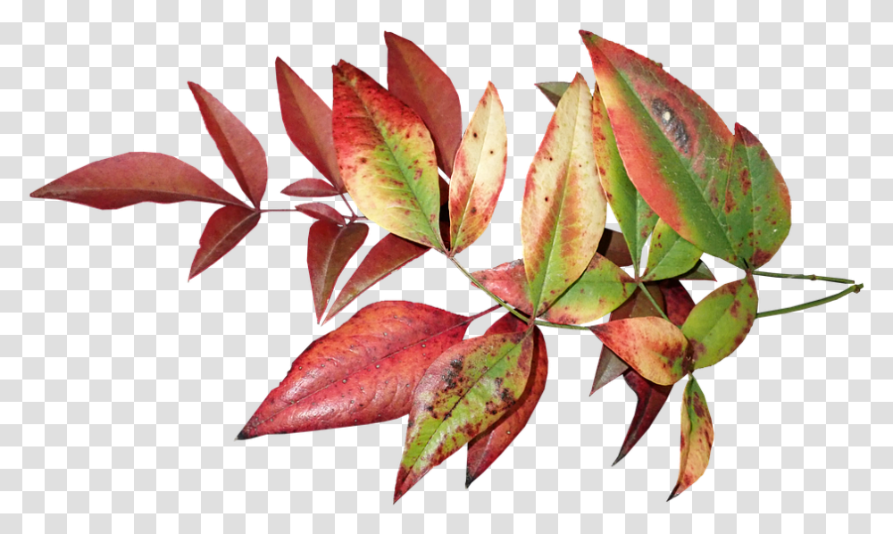 Leaves Autumn Fall Colorful Foliage Nature Folhagem Colorida, Leaf, Plant, Veins, Tree Transparent Png