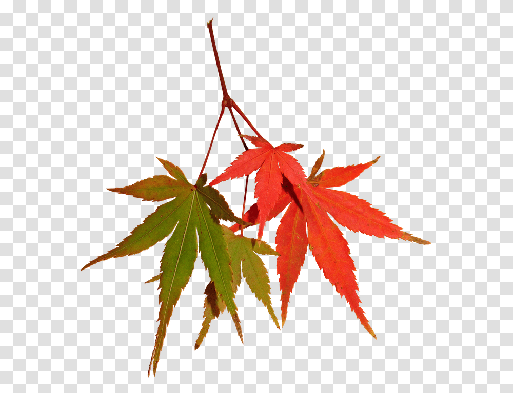 Leaves Autumn Fall Maple Tree Nature Maple Leaf, Plant, Weed Transparent Png