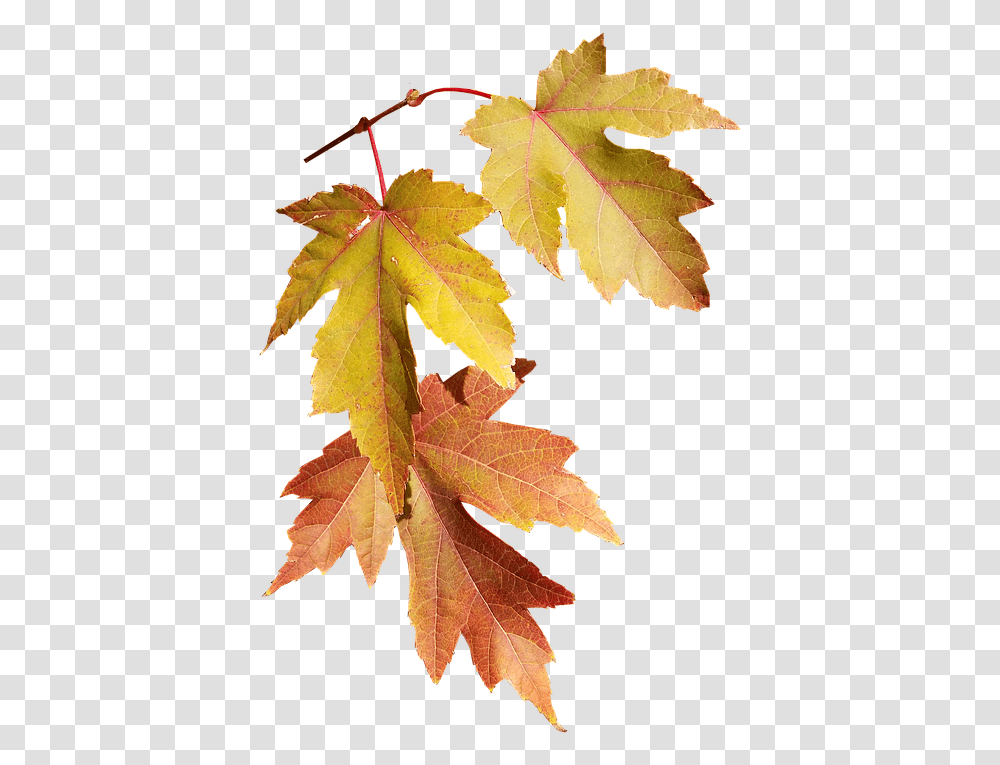 Leaves Autumn Fall Nature Season Fall Season, Leaf, Plant, Tree, Maple Transparent Png