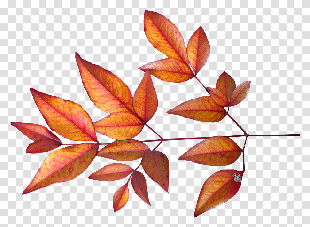 Leaves Bamboo Autumn Fall Garden Season Szi Levelek, Leaf, Plant, Tree, Maple Transparent Png