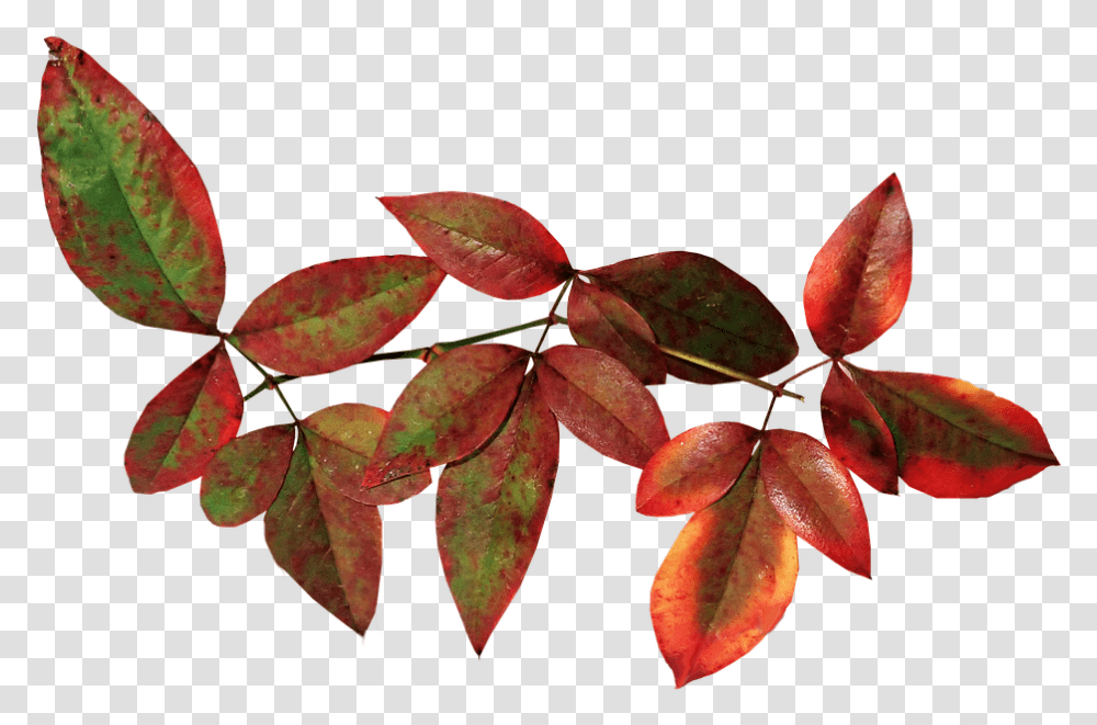 Leaves Bamboo Nandina Autumn Fall Nature Garden Riberry, Leaf, Plant, Veins, Flower Transparent Png