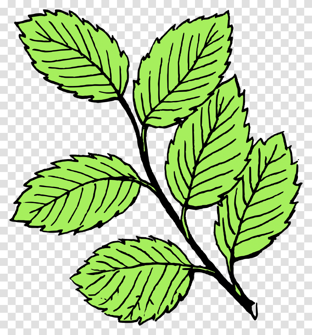 Leaves Black And White, Leaf, Plant, Veins, Green Transparent Png