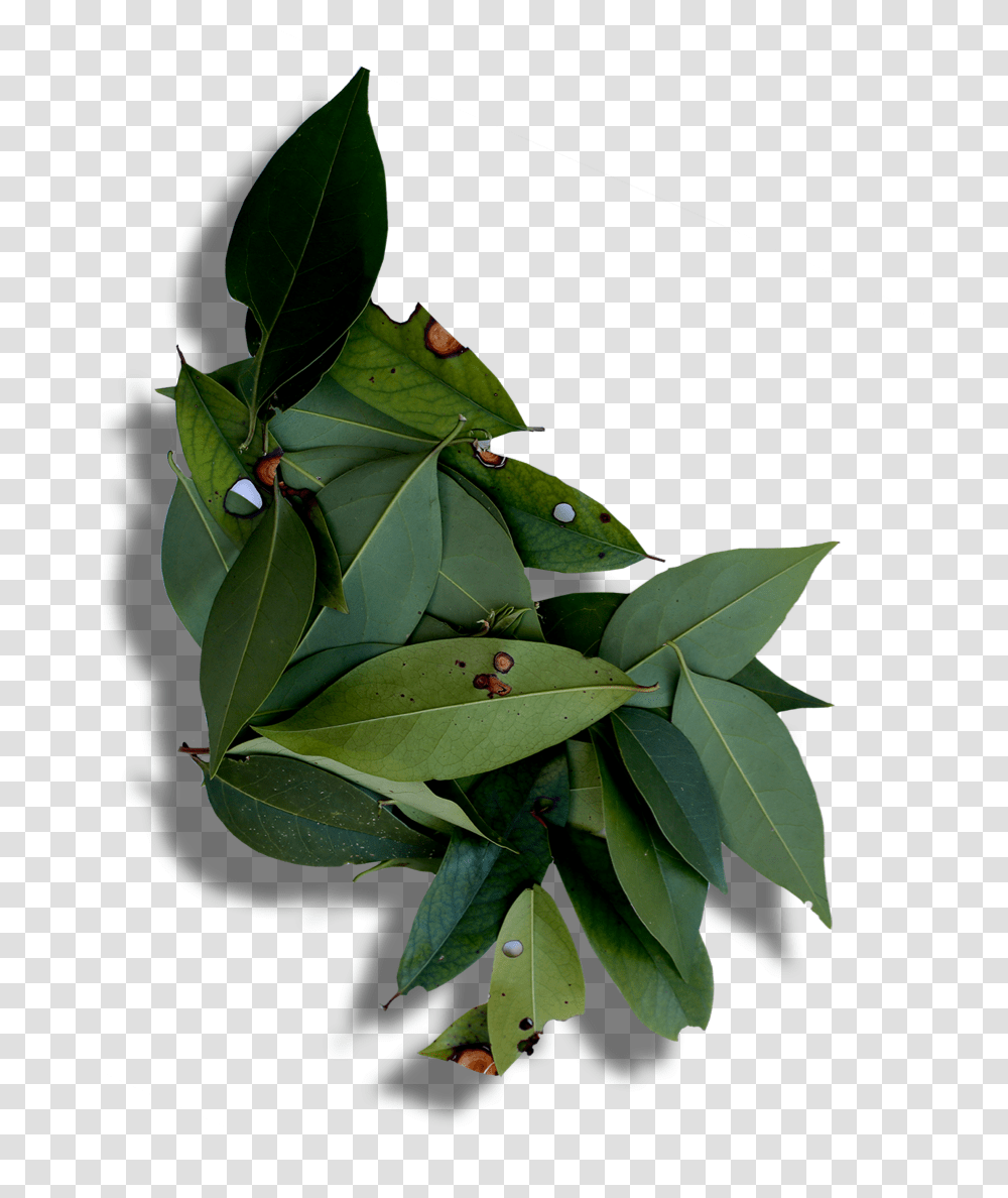 Leaves Buttonbush, Leaf, Plant, Animal, Amphibian Transparent Png