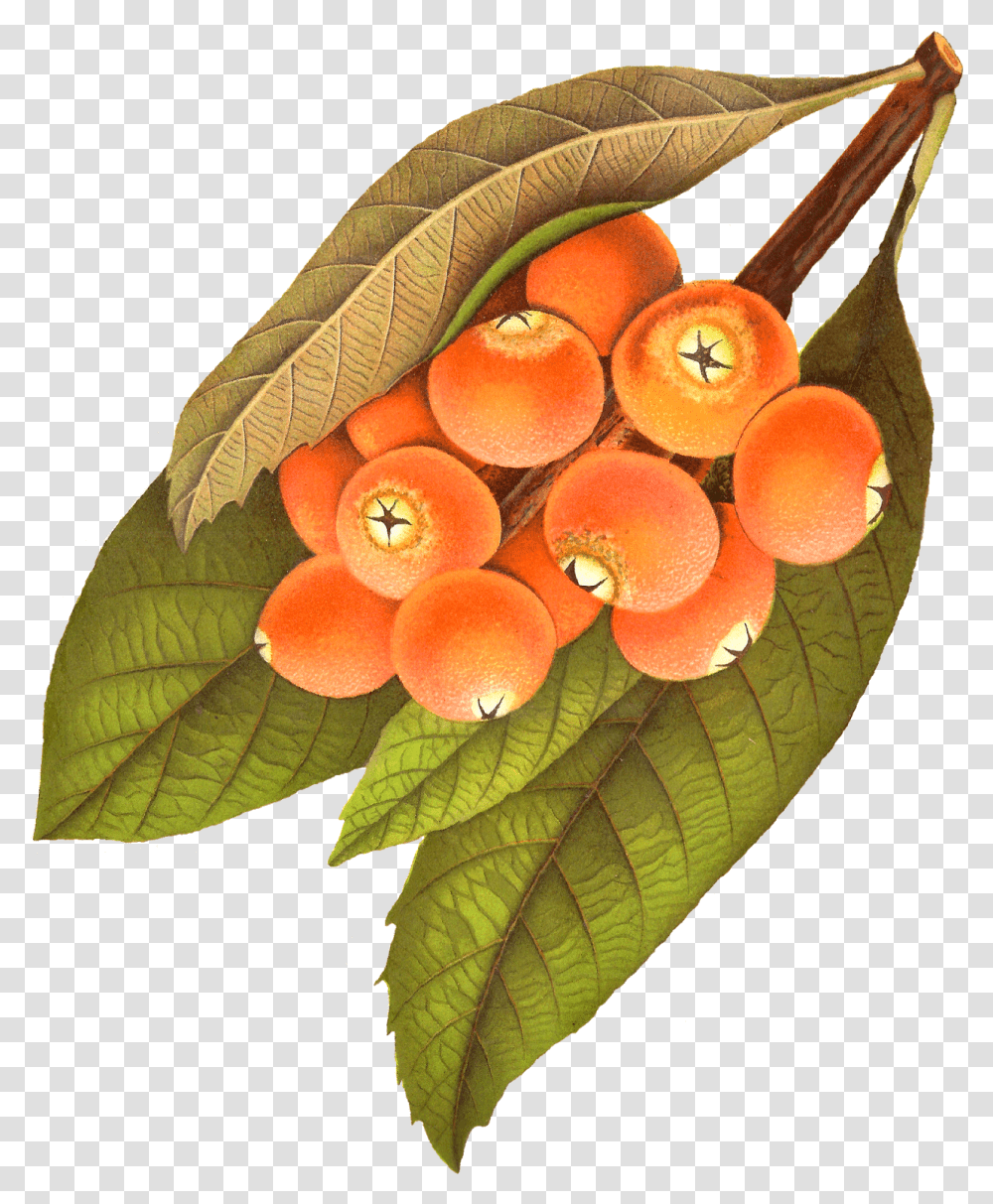 Leaves Clipart Berry Berry Illustration Vintage, Plant, Leaf, Veins, Fruit Transparent Png