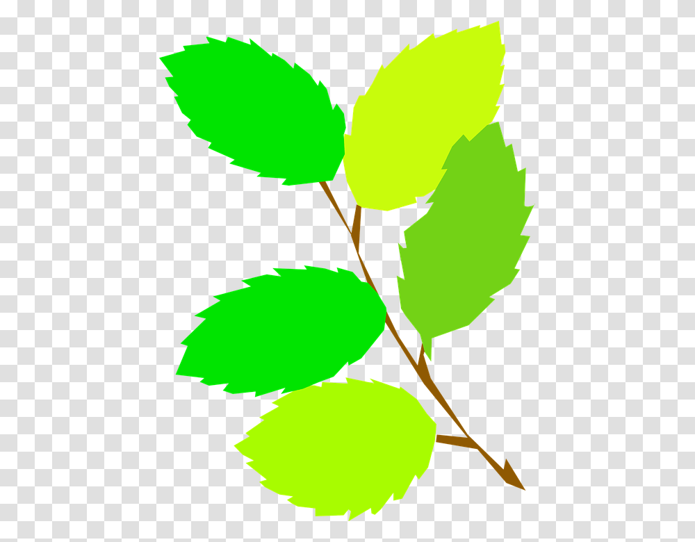 Leaves Clipart Branch, Leaf, Plant, Green, Veins Transparent Png