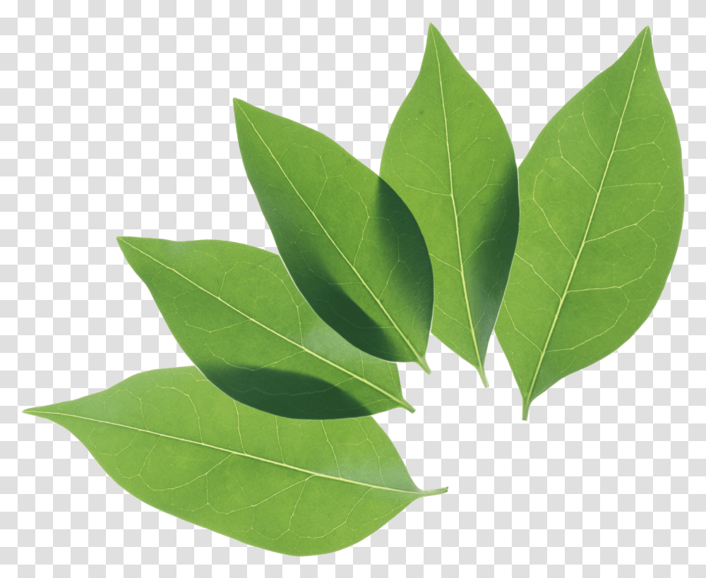 Leaves Clipart Coca Plant Leaf Pngs, Green, Maple Leaf Transparent Png