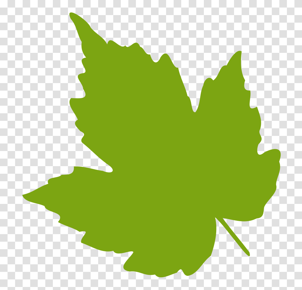 Leaves Clipart, Leaf, Plant, Maple Leaf, Person Transparent Png