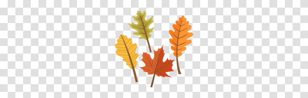 Leaves Clipart, Leaf, Plant, Tree, Seed Transparent Png