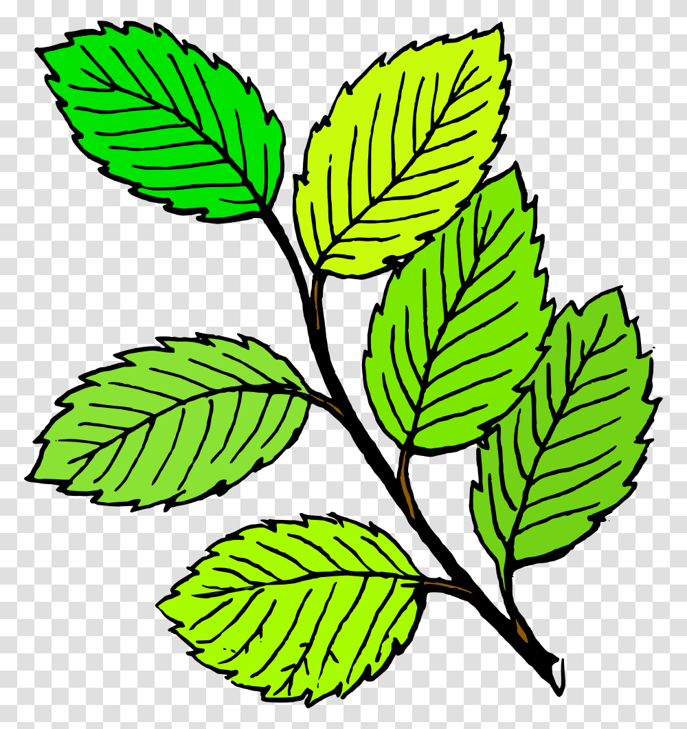 Leaves Clipart, Leaf, Plant, Veins, Green Transparent Png