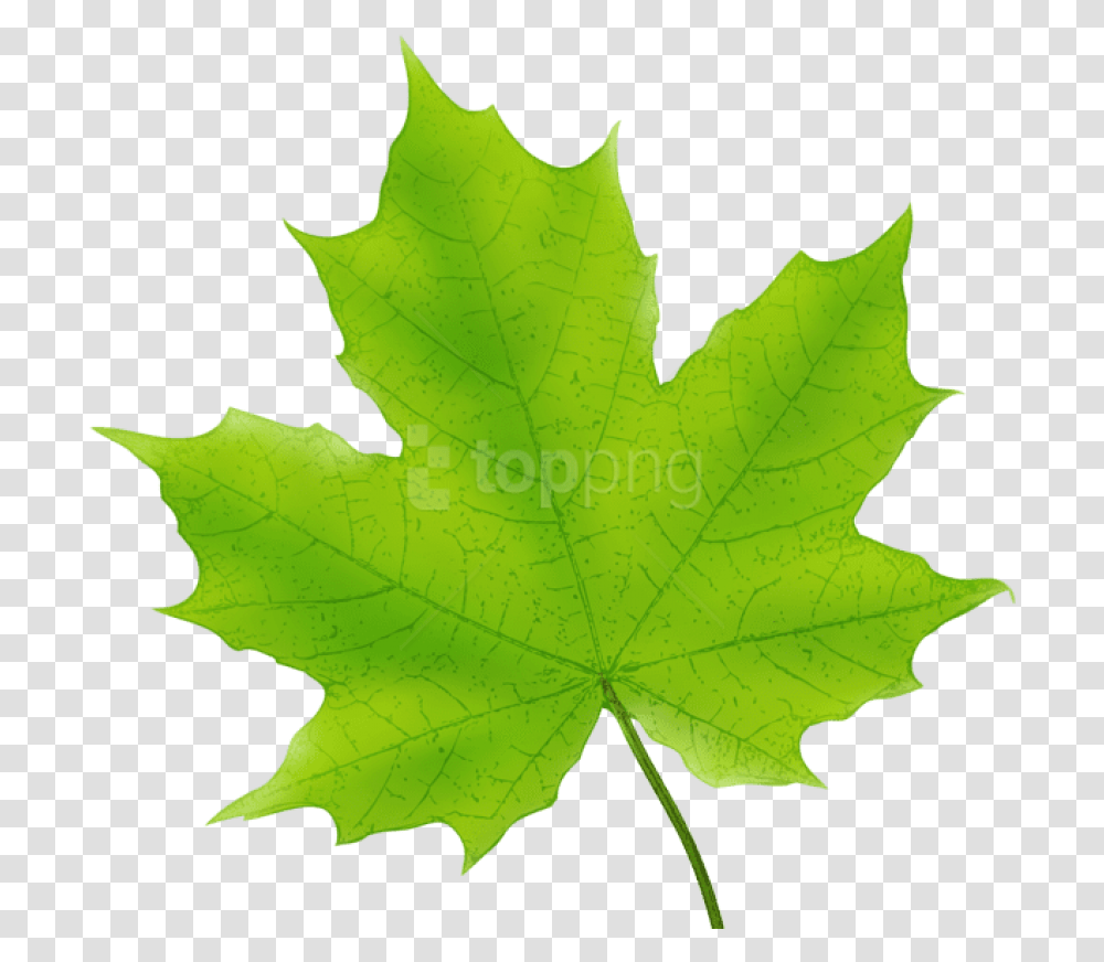 Leaves Clipart Maple Green Maple Leaf Clipart, Plant, Tree Transparent Png