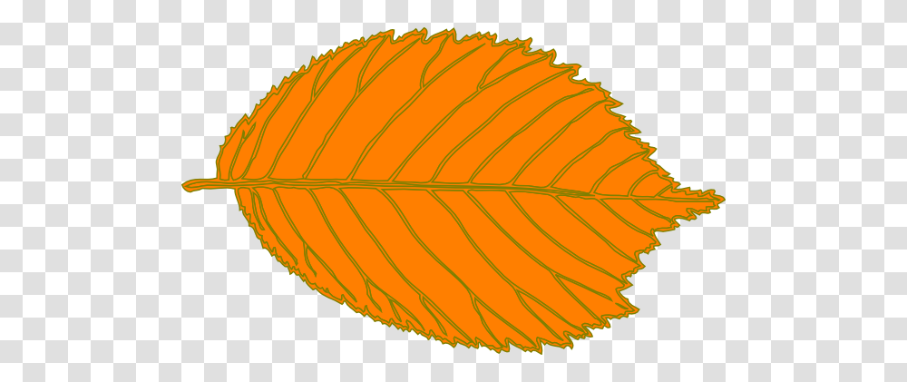 Leaves Clipart Orange Leaf, Plant, Veins, Tree Transparent Png