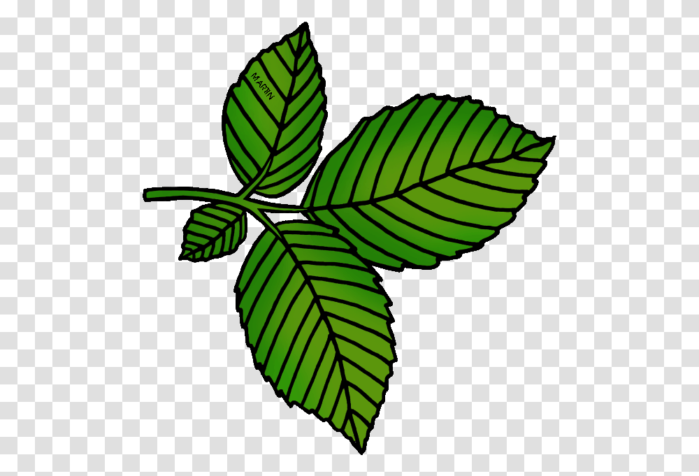 Leaves Clipart Tobacco Leaf Cartoon Elm Leaf, Plant, Green, Bird, Animal Transparent Png