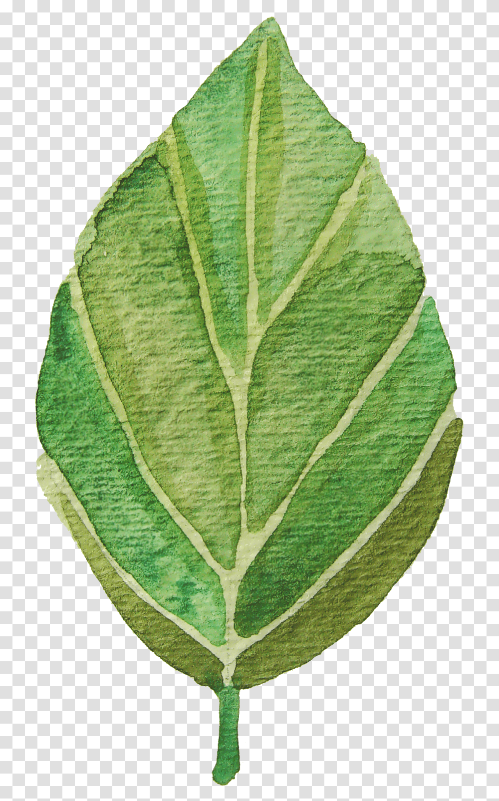 Leaves Clipart Watercolor Watercolour Leaf Clip Art Free, Plant, Annonaceae, Veins, Rug Transparent Png
